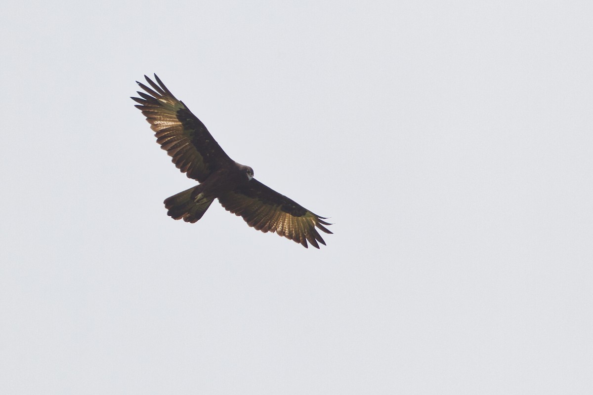 Gurney's Eagle - ML637491673