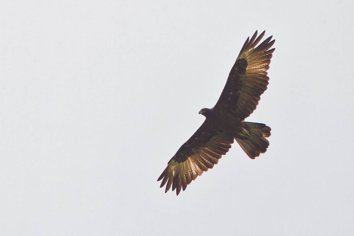 Gurney's Eagle - ML637491675