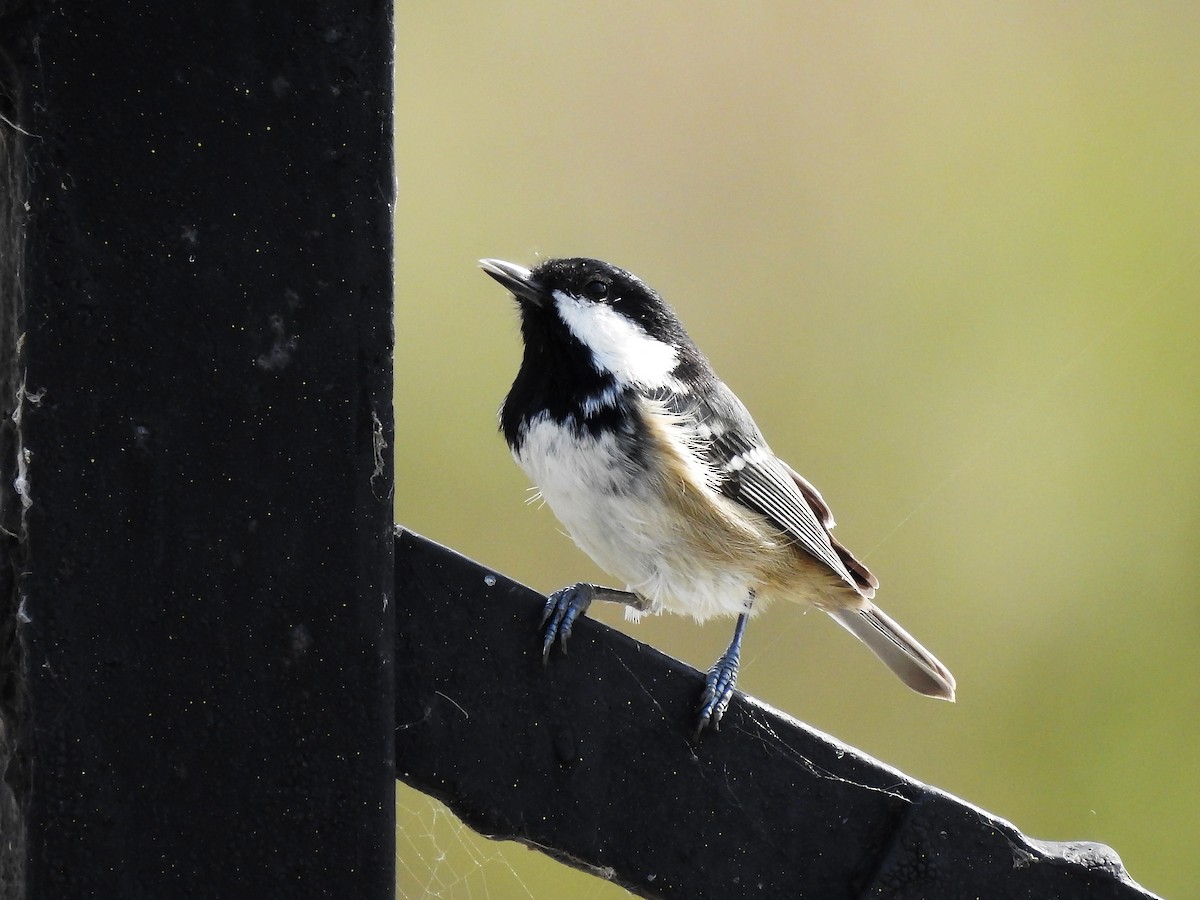 Coal Tit - ML637491744