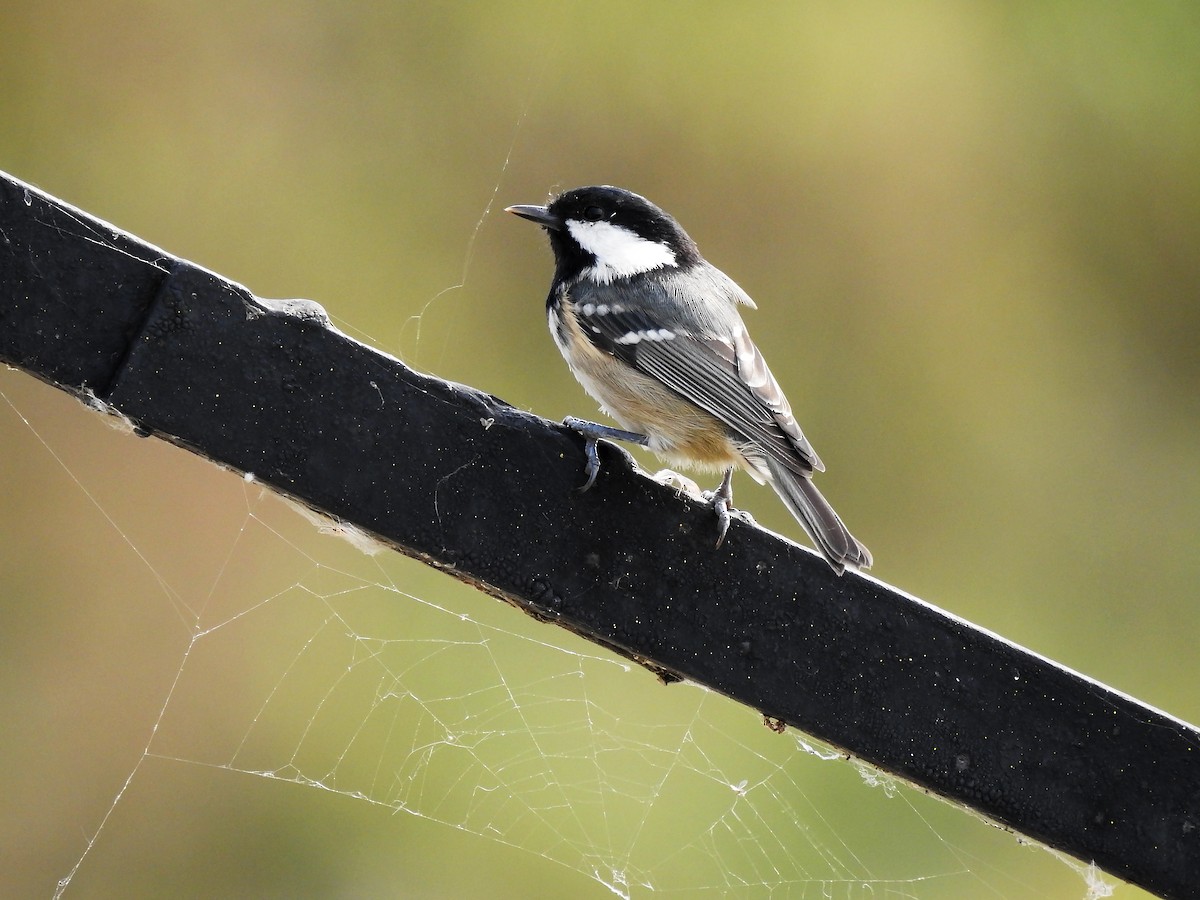 Coal Tit - ML637491746