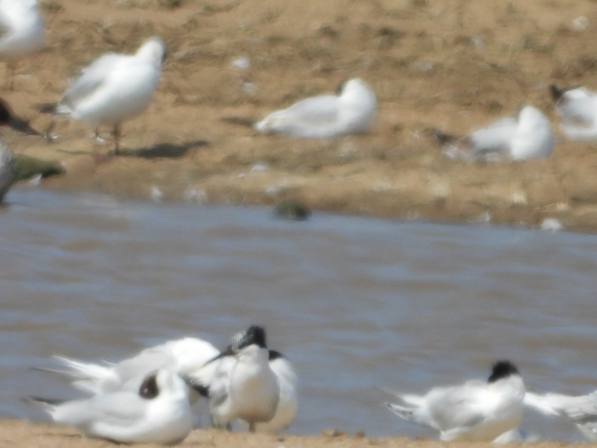 Sandwich Tern - ML637491751
