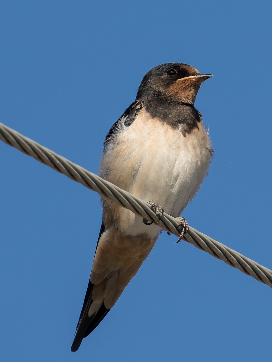 Barn Swallow - ML637491752