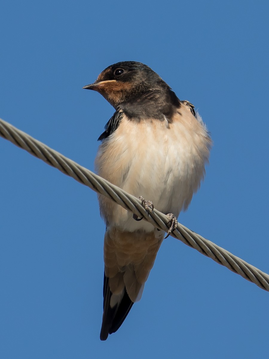 Barn Swallow - ML637491753
