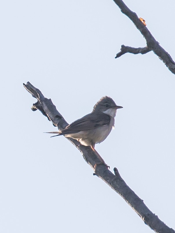 Greater Whitethroat - ML637491758