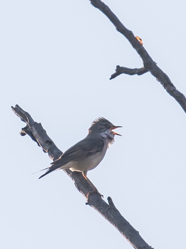 Greater Whitethroat - ML637491759