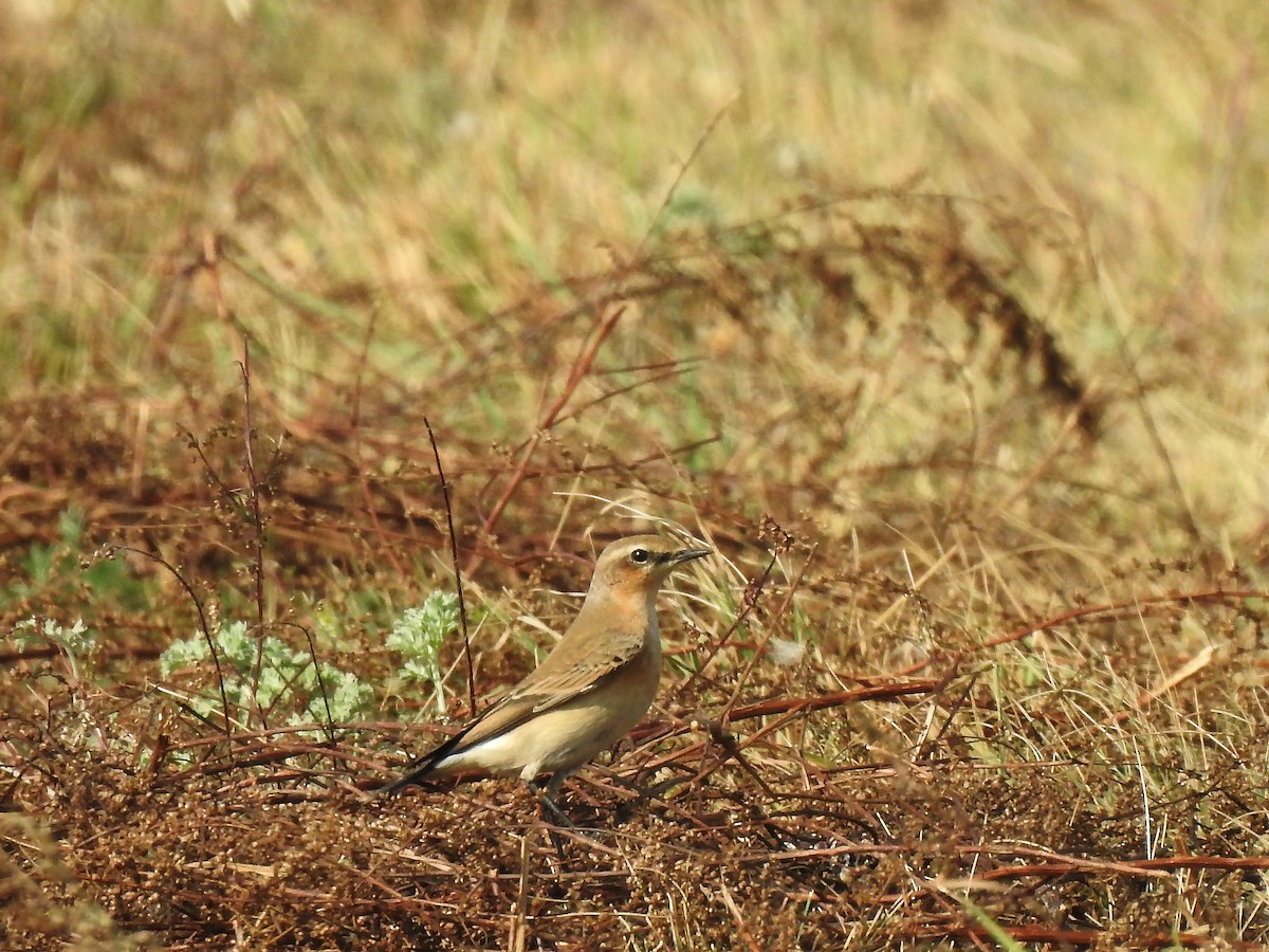 Northern Wheatear - ML637491761