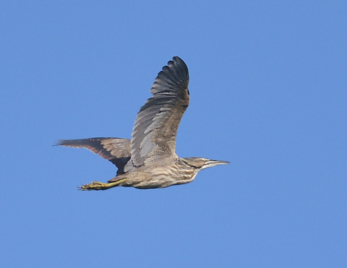 American Bittern - ML637491764