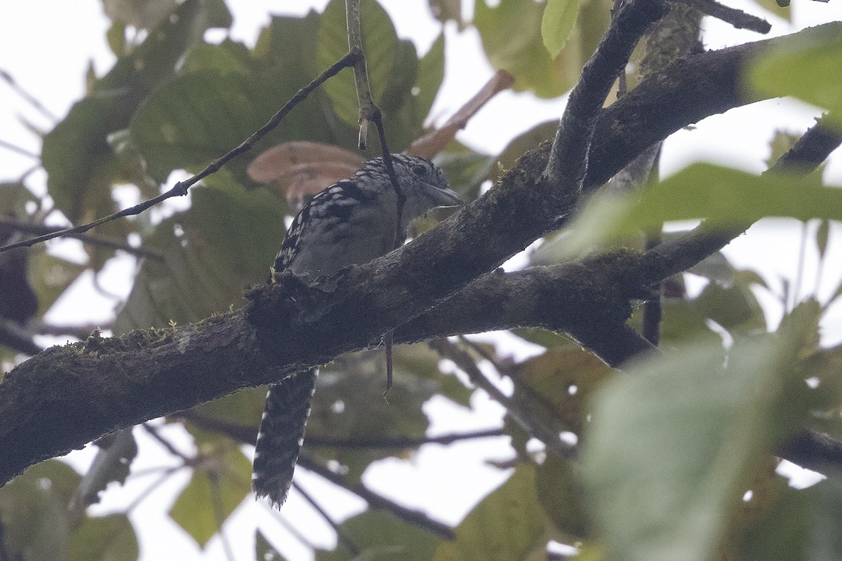 Spot-backed Antshrike - ML637491767