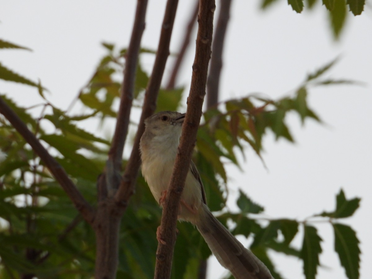 Delicate Prinia - ML637491768