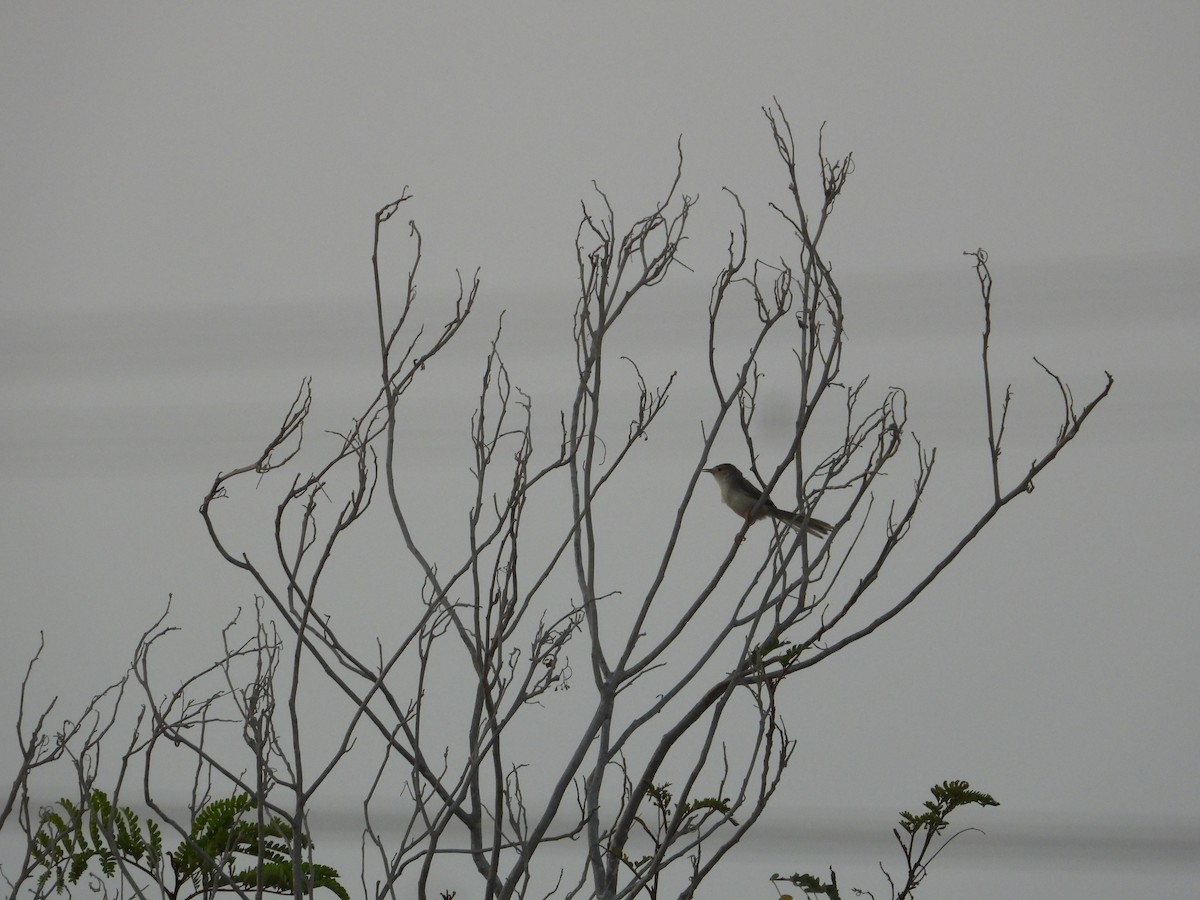 Delicate Prinia - ML637491769