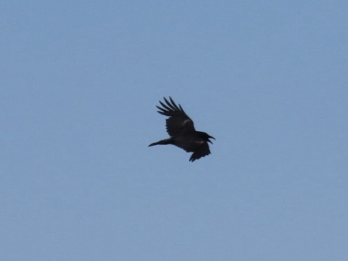 Chihuahuan Raven - ML637491773