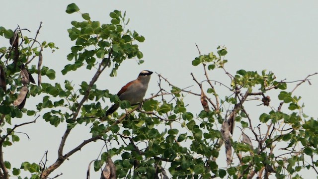 Black-crowned Tchagra (Black-crowned) - ML637491774