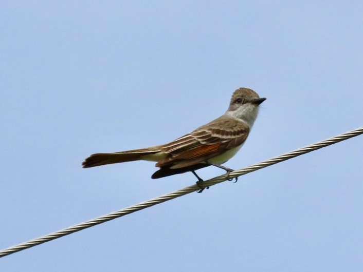 Ash-throated Flycatcher - ML637491775