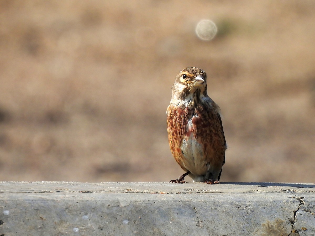 Eurasian Linnet - ML637491776
