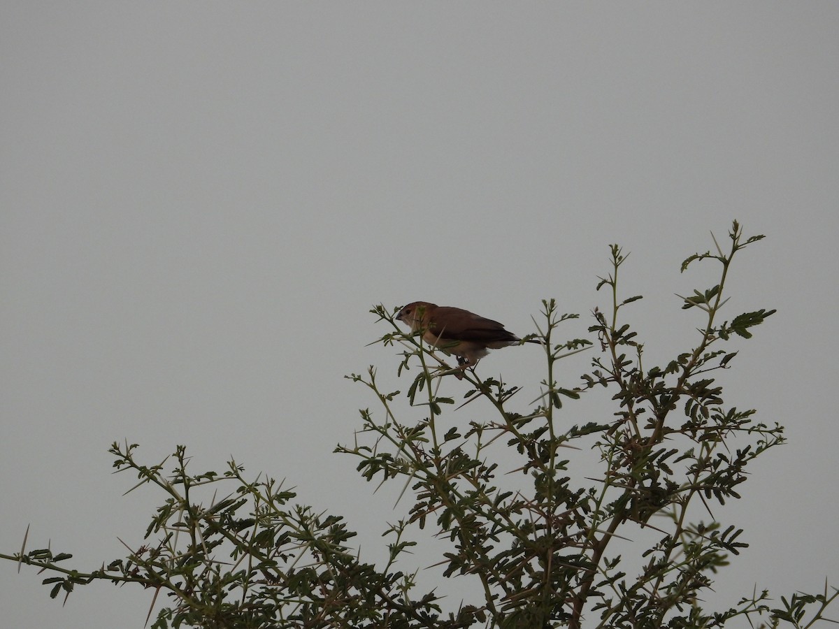 Indian Silverbill - ML637491777