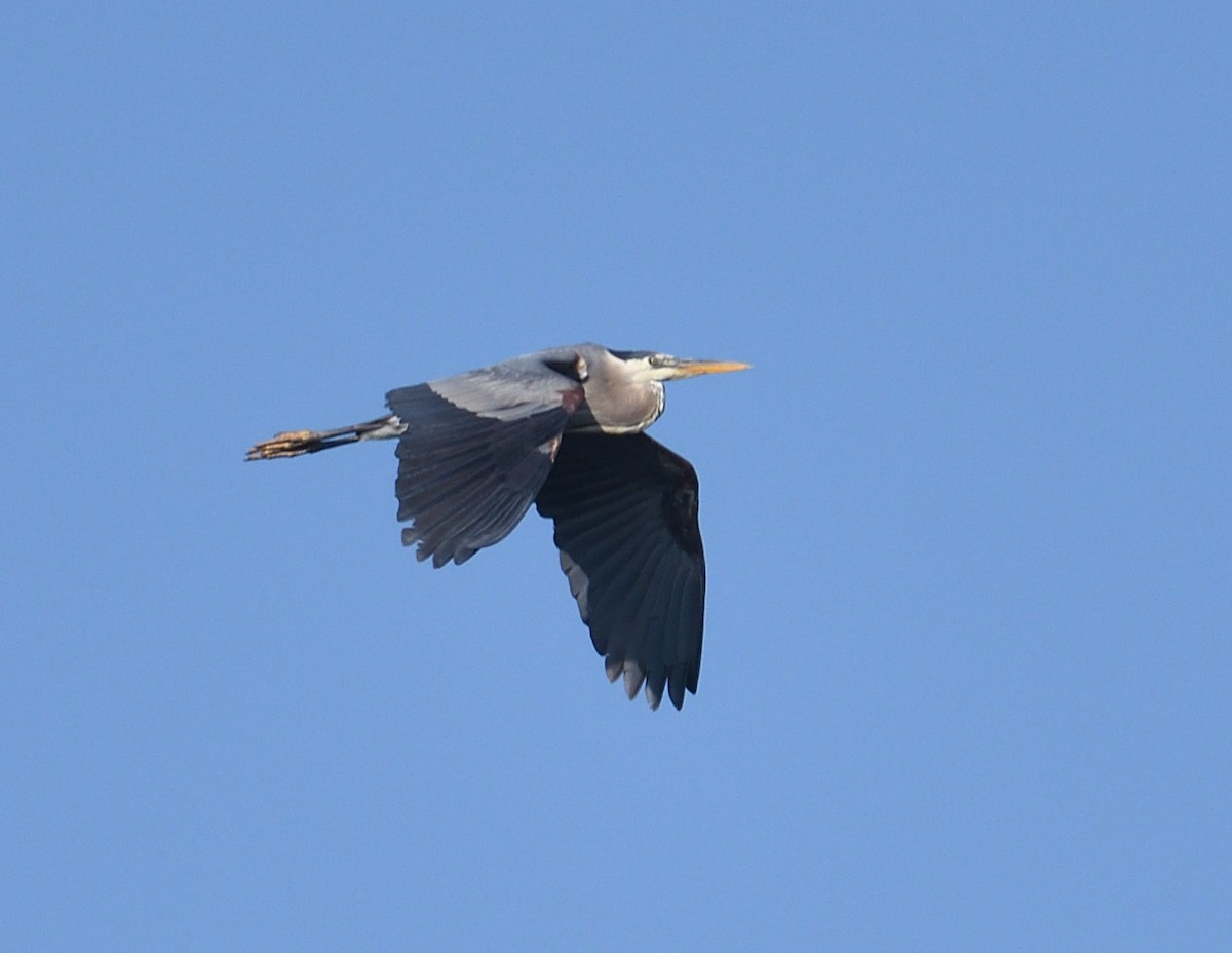 Great Blue Heron - ML637491779