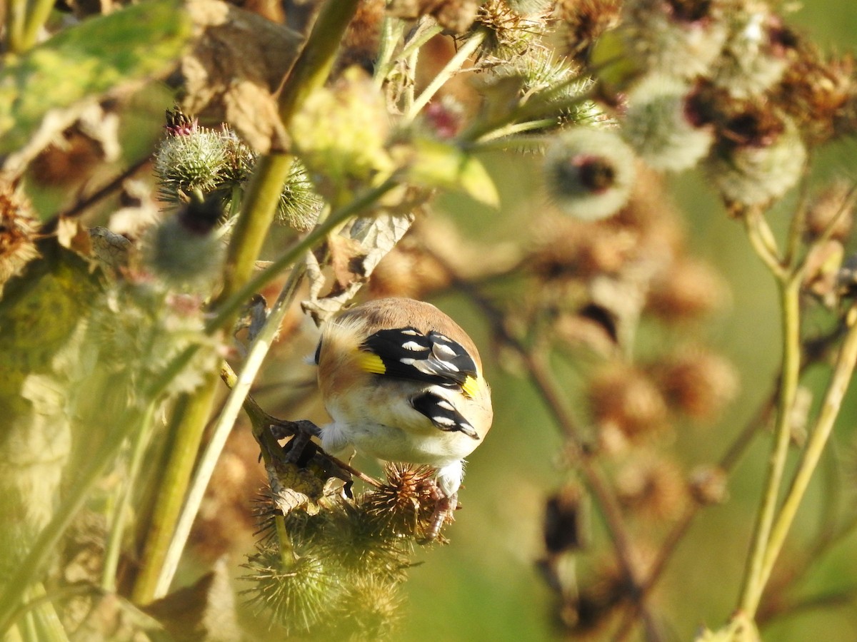 European Goldfinch - ML637491780