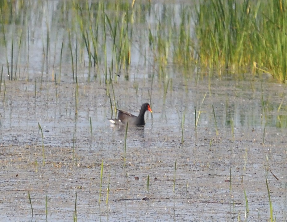 Common Gallinule - ML637491781