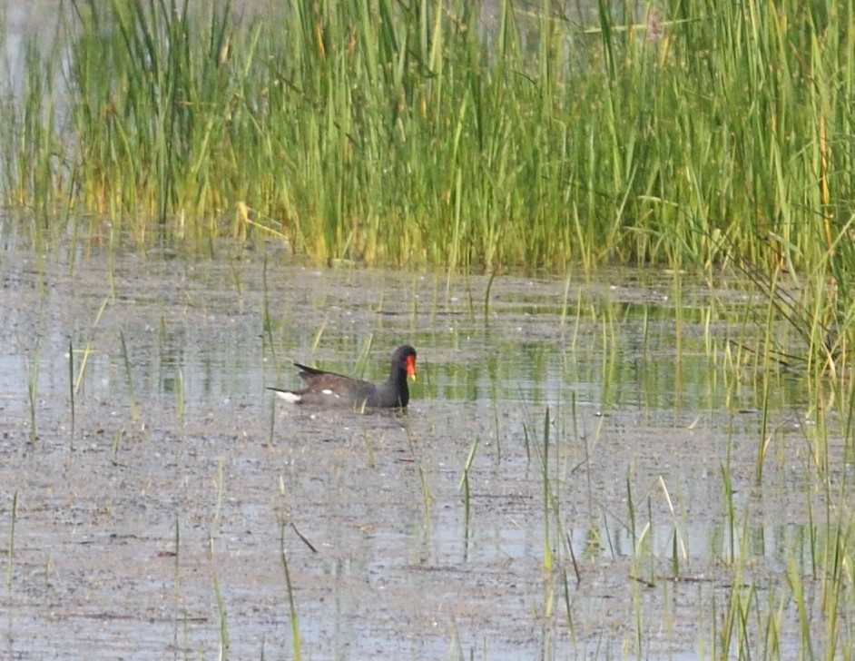 Common Gallinule - ML637491782