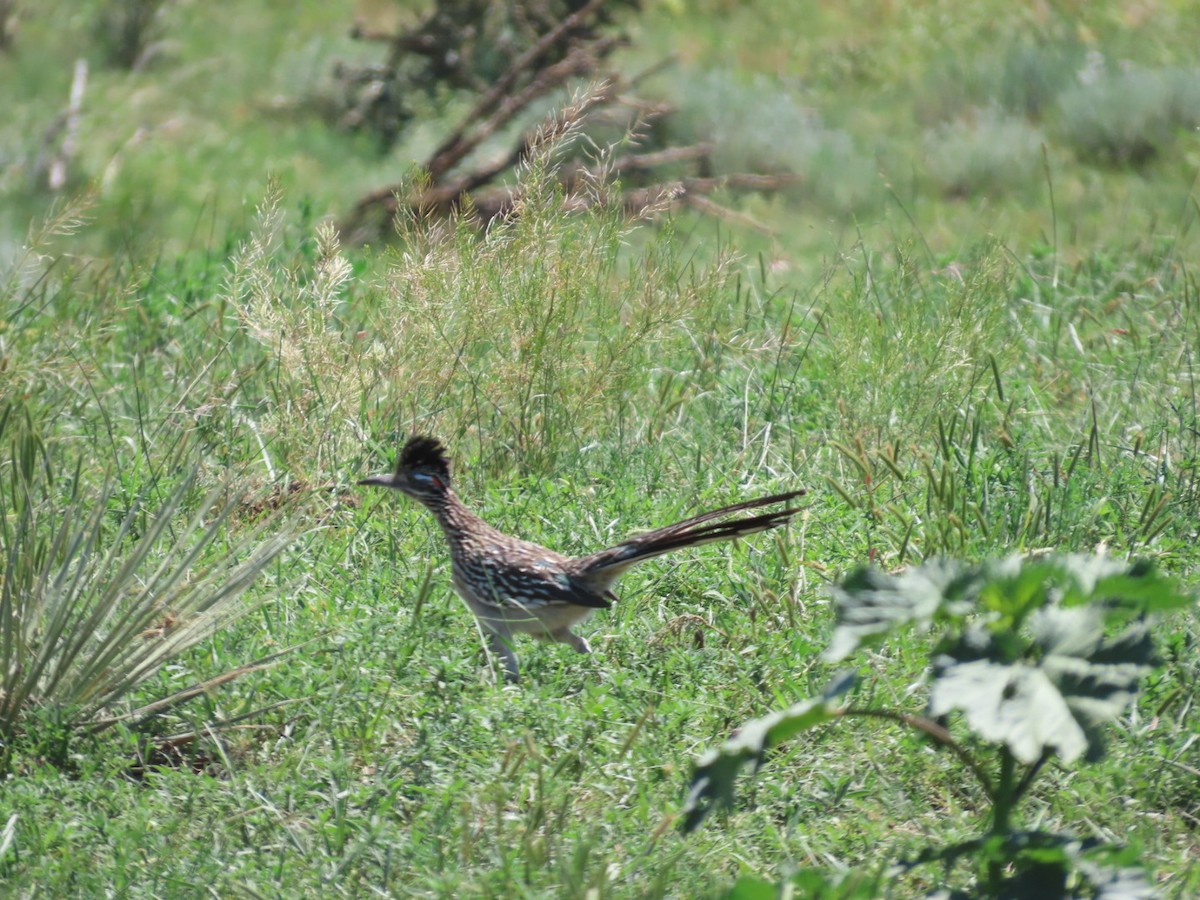 Greater Roadrunner - ML637491783