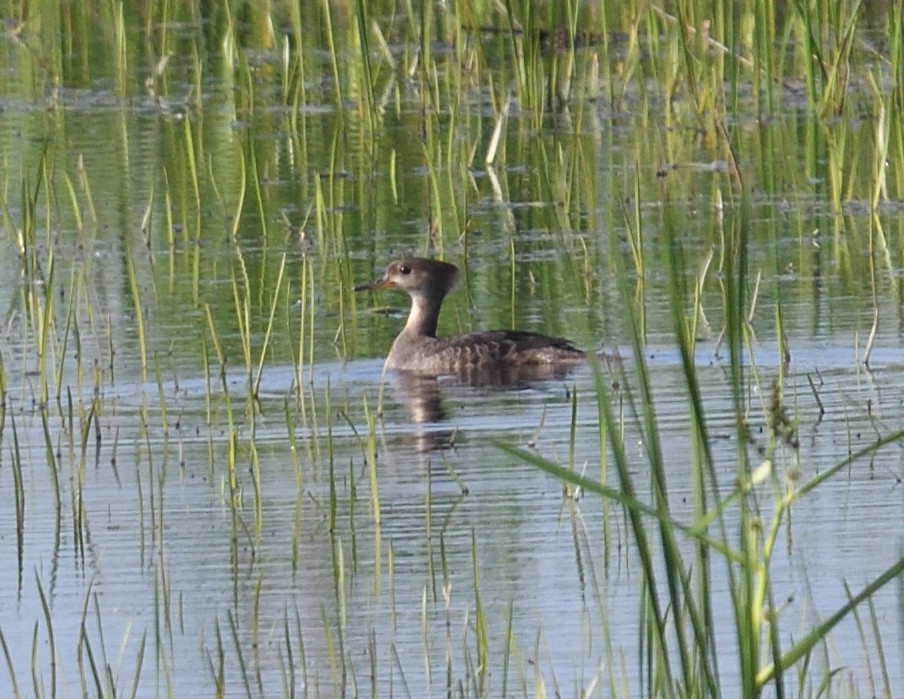 Hooded Merganser - ML637491784