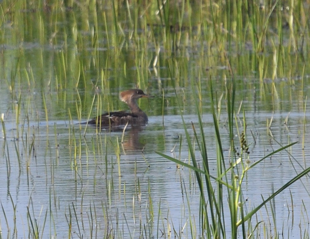 Hooded Merganser - ML637491785