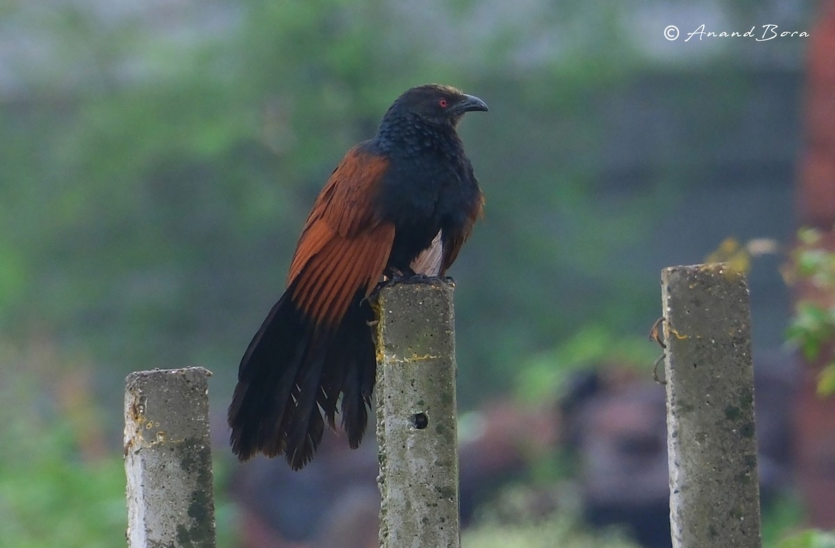 Greater Coucal - ML637491786
