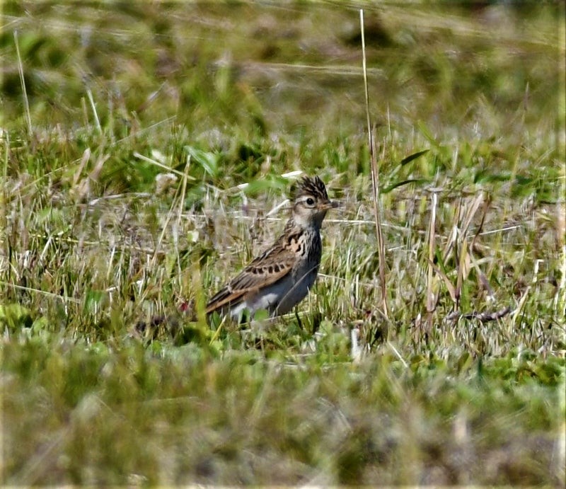 Eurasian Skylark - ML637491873