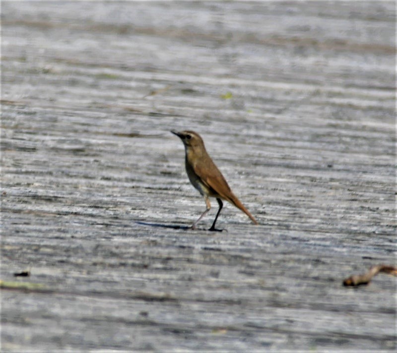 Siberian Rubythroat - ML637491883