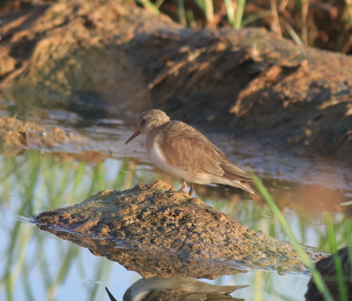 Temminck's Stint - ML637491885