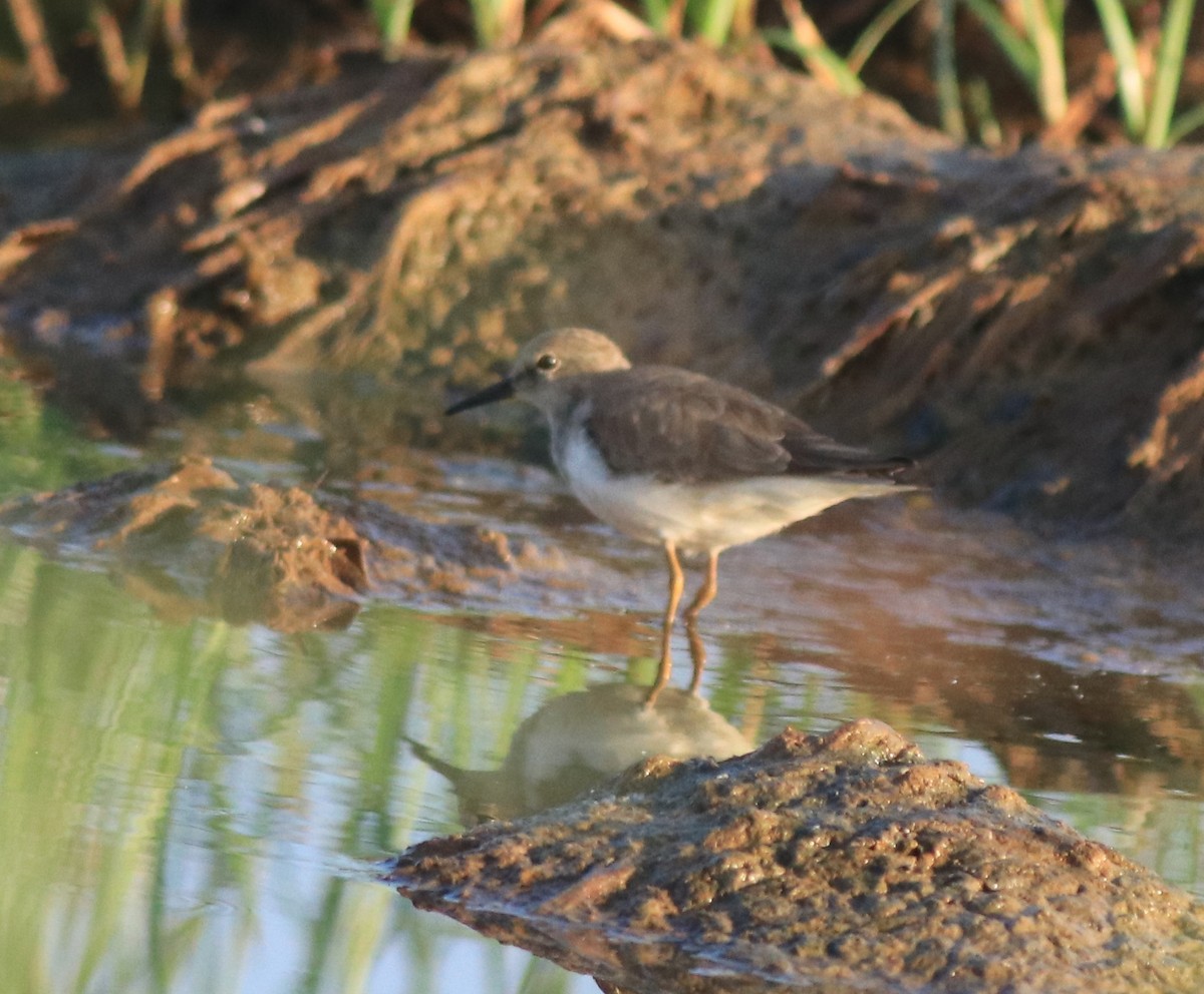 Temminck's Stint - ML637491886