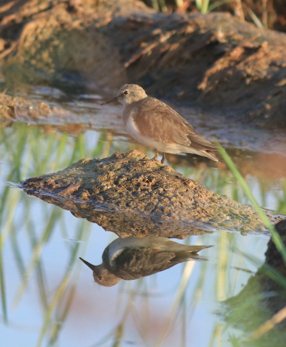 Temminck's Stint - ML637491888