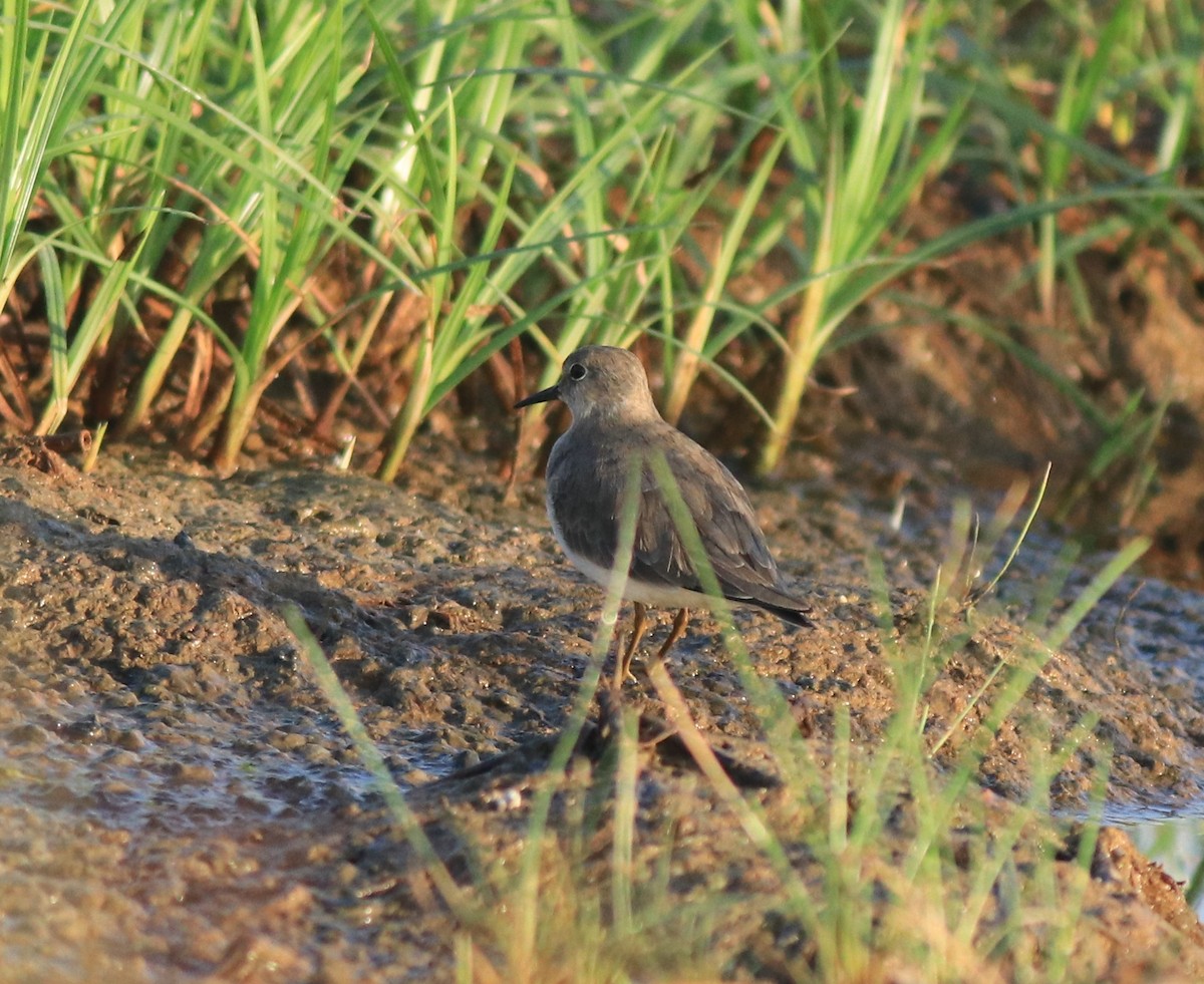 Temminck's Stint - ML637491889