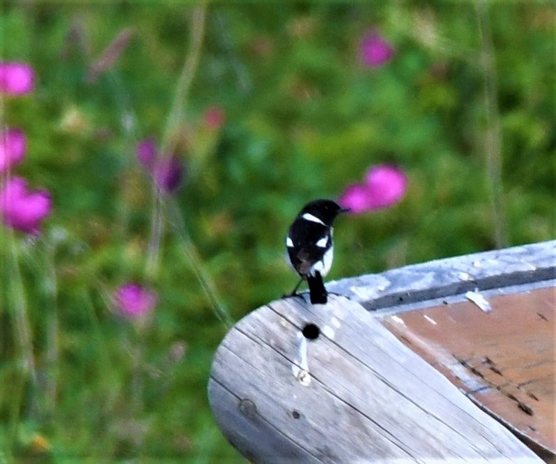 Amur Stonechat - ML637491895