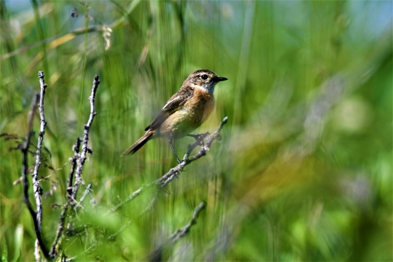 Amur Stonechat - ML637491897