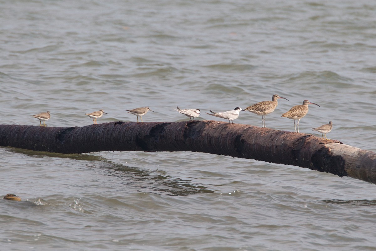 Whimbrel - ML637491900