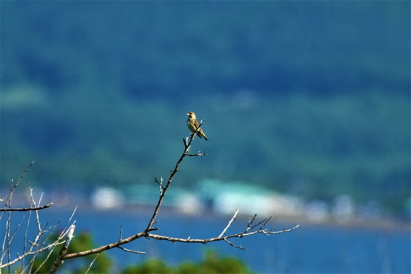 Oriental Greenfinch - ML637491913