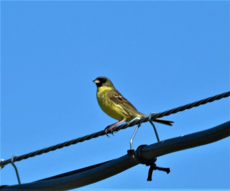 Masked Bunting - ML637491917