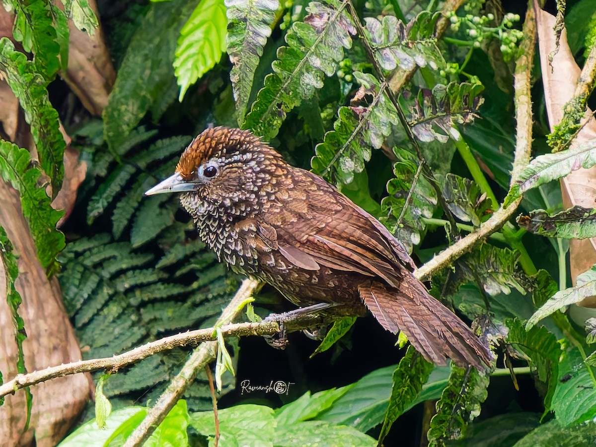 Cachar Wedge-billed Babbler - ML637491919