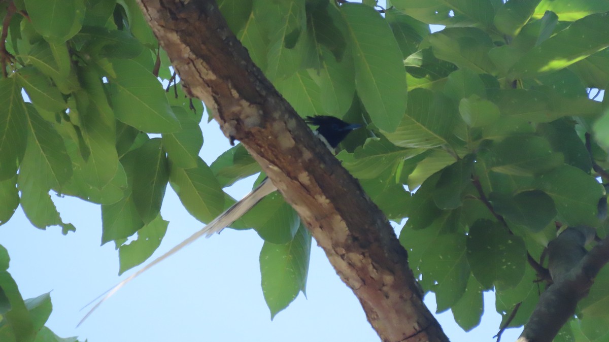 Indian Paradise-Flycatcher - ML637491984