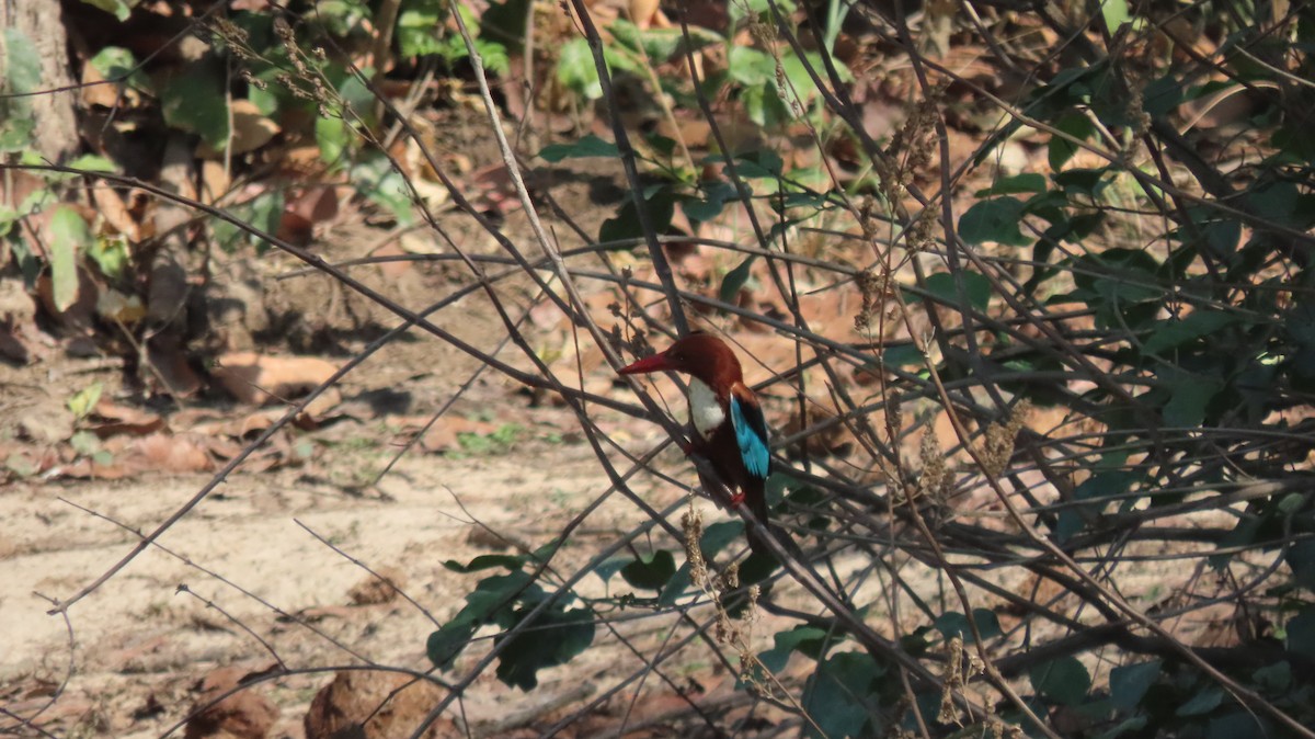 White-throated Kingfisher - ML637491993