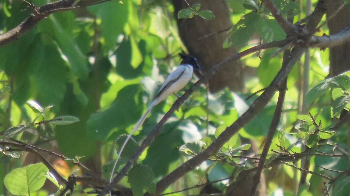 Indian Paradise-Flycatcher - ML637491994