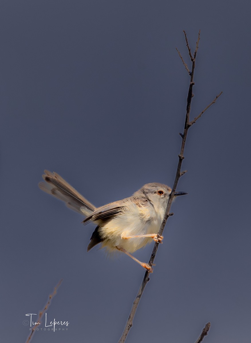 Tawny-flanked Prinia - ML637492000