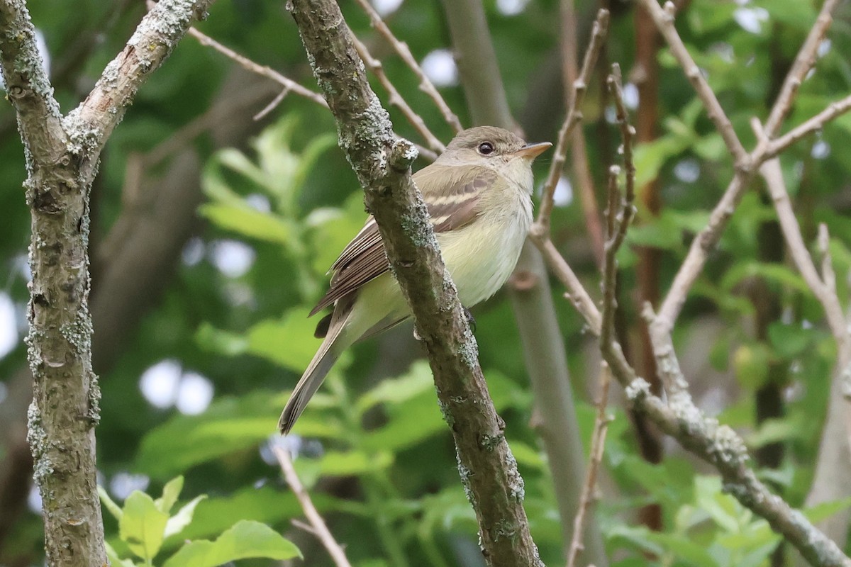 Alder/Willow Flycatcher (Traill's Flycatcher) - ML637492001