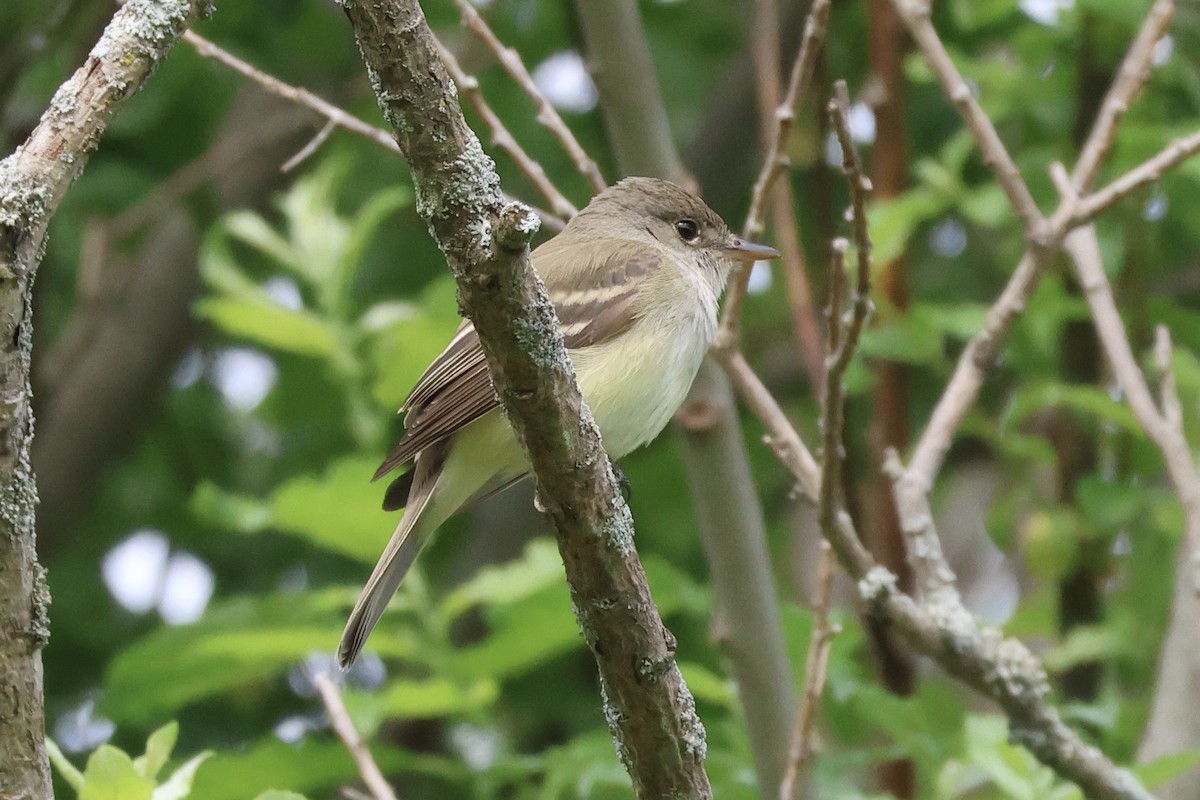 Alder/Willow Flycatcher (Traill's Flycatcher) - ML637492002