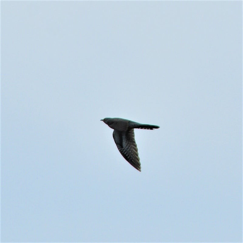Common Cuckoo - ML637492003