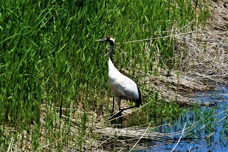 Red-crowned Crane - ML637492005