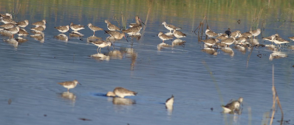 Common Redshank - ML637492008