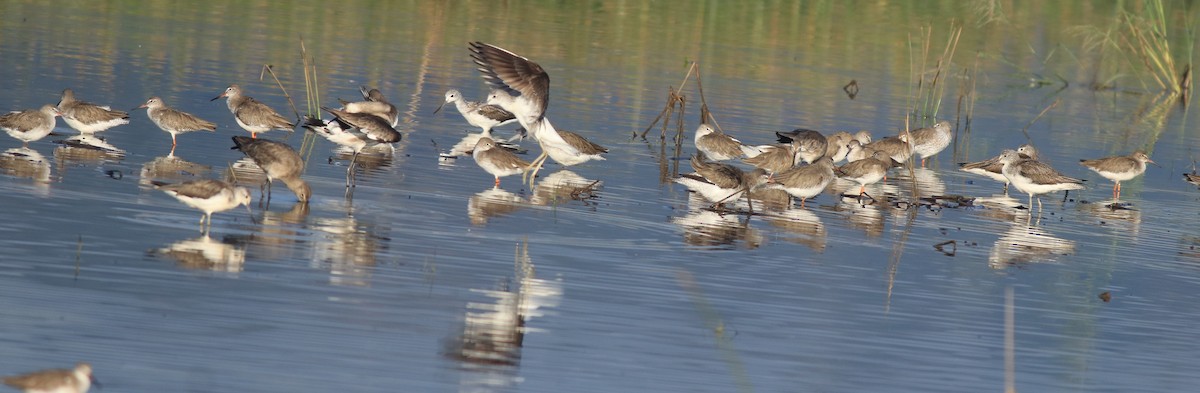 Common Redshank - ML637492009