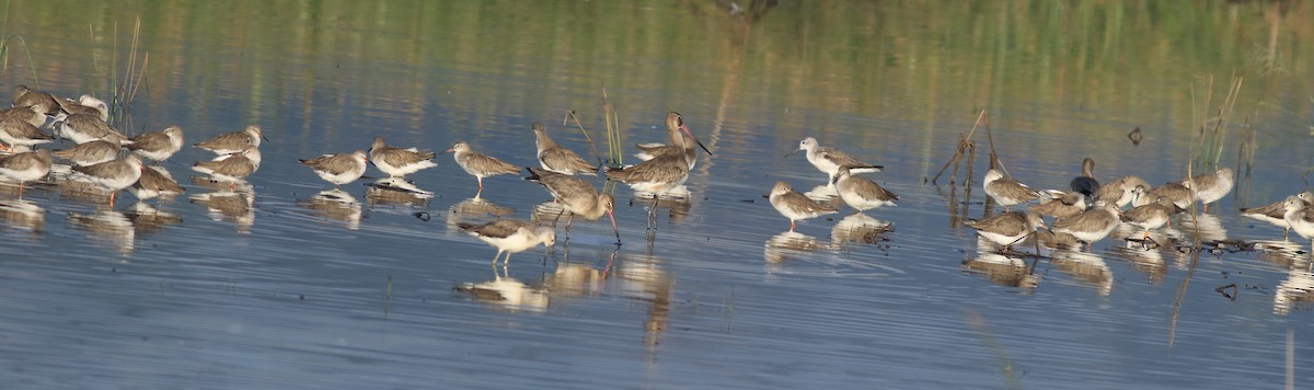 Common Redshank - ML637492010
